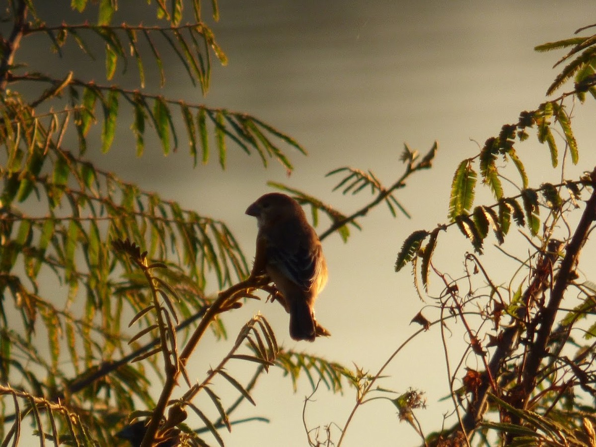 Rusty-collared Seedeater - ML644663340