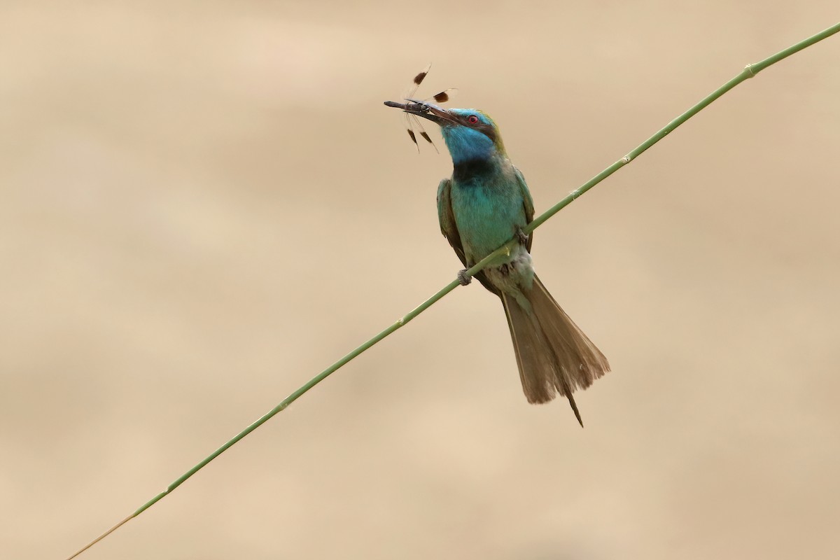 Arabian Green Bee-eater - ML644663341