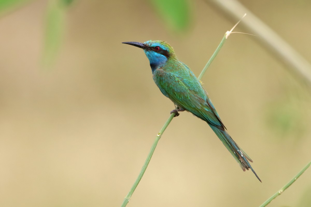 Arabian Green Bee-eater - ML644663342