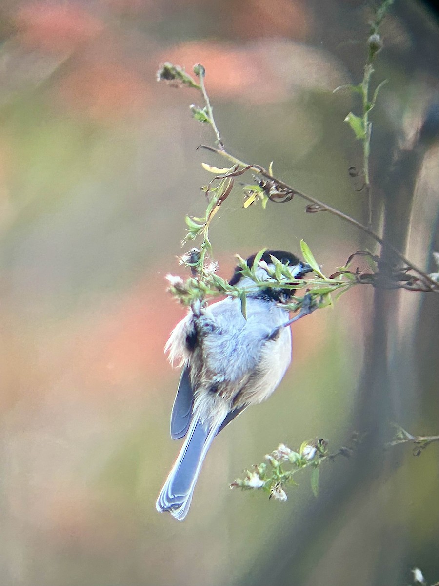 Black-capped Chickadee - ML644663344