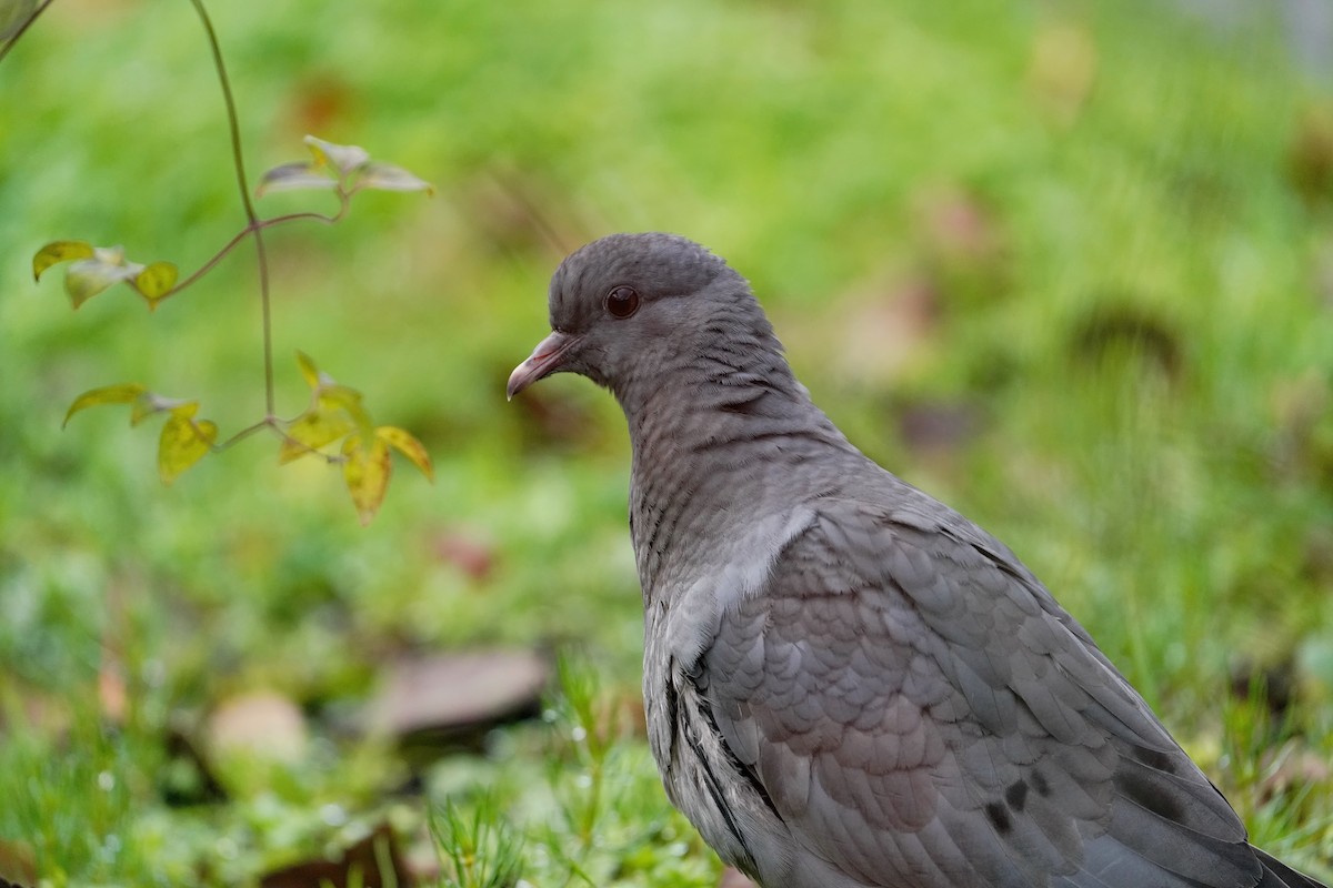 Gökçe Güvercin - ML644663345