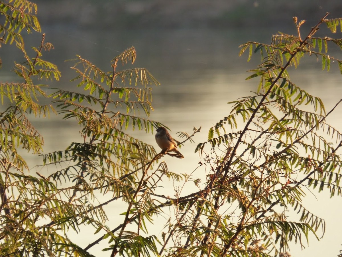 Rusty-collared Seedeater - ML644663350