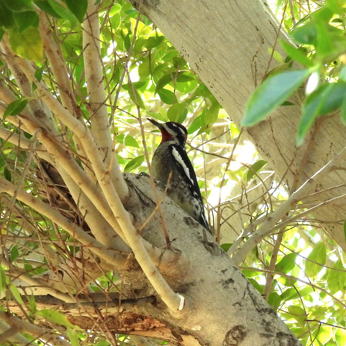 Rotnacken-Saftlecker - ML644663351