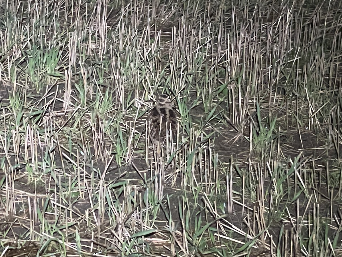 Eurasian Woodcock - ML644663352