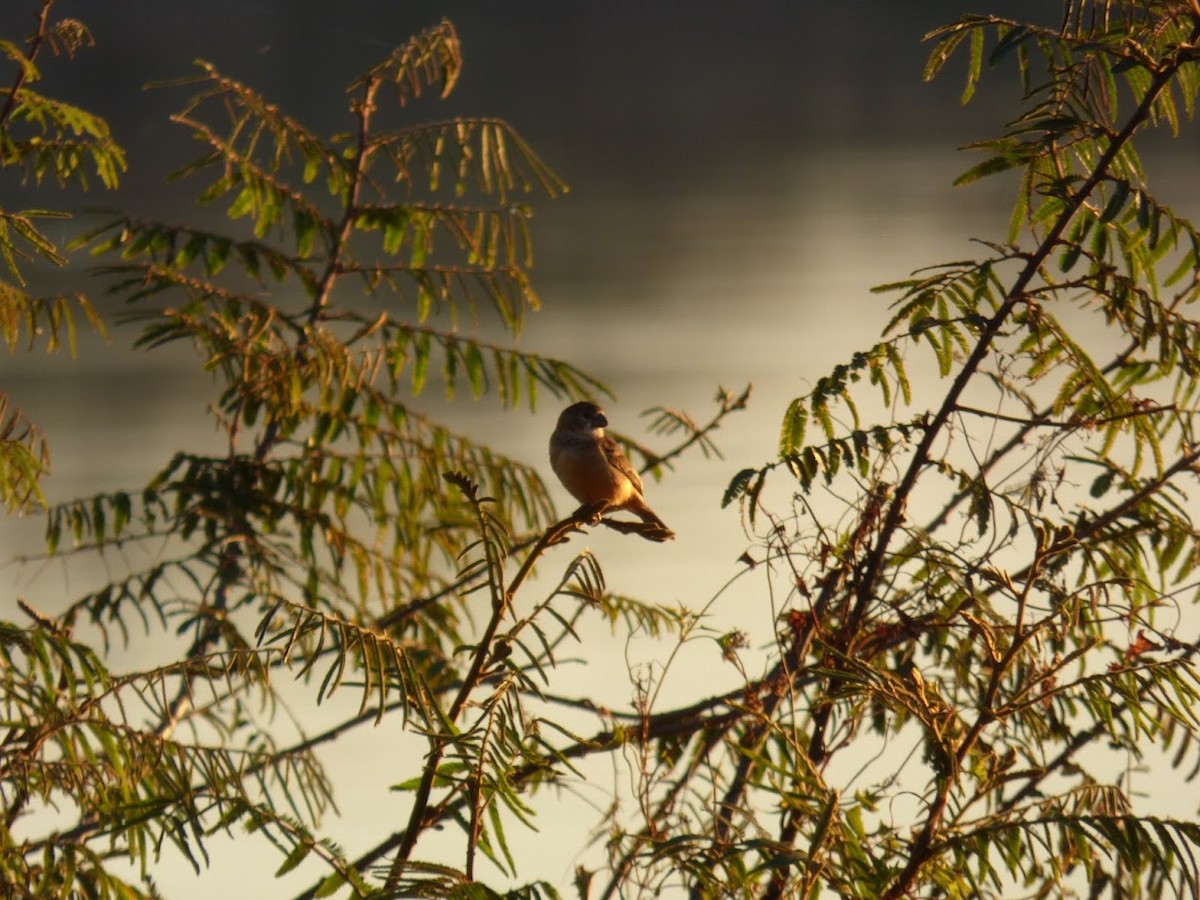 Rusty-collared Seedeater - ML644663359