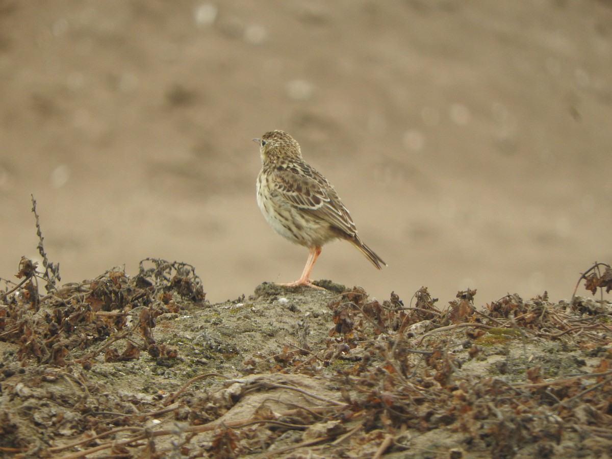 perupiplerke - ML644663370