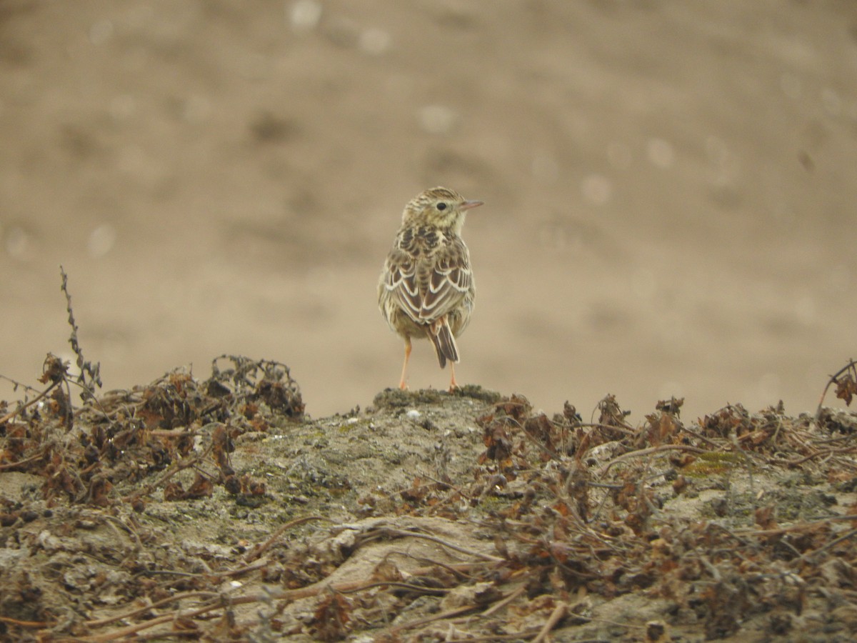 perupiplerke - ML644663371