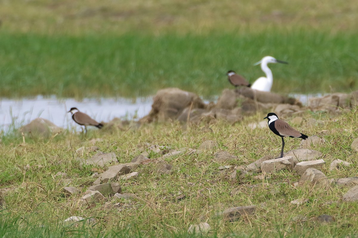 Vanneau à éperons - ML644663376