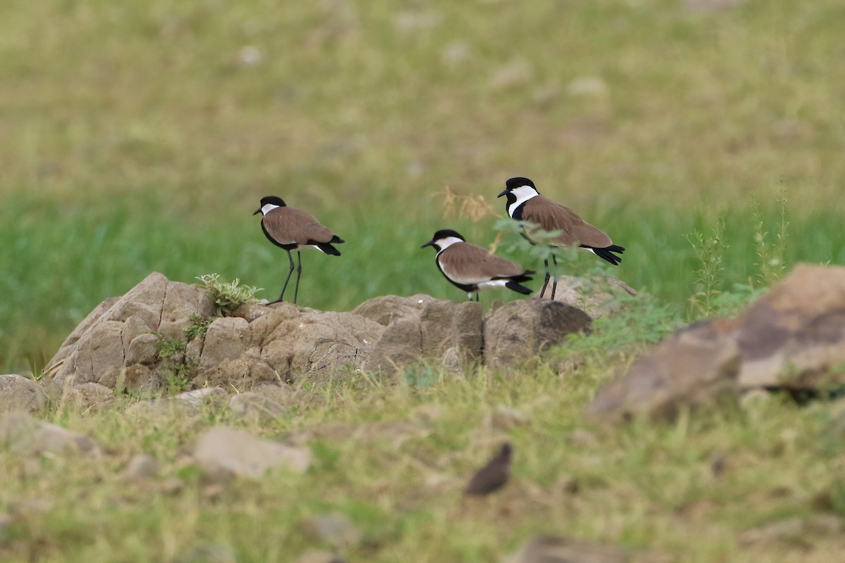 Vanneau à éperons - ML644663377