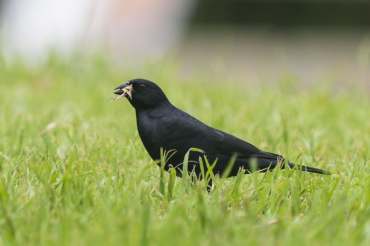 Screaming Cowbird - ML644663382