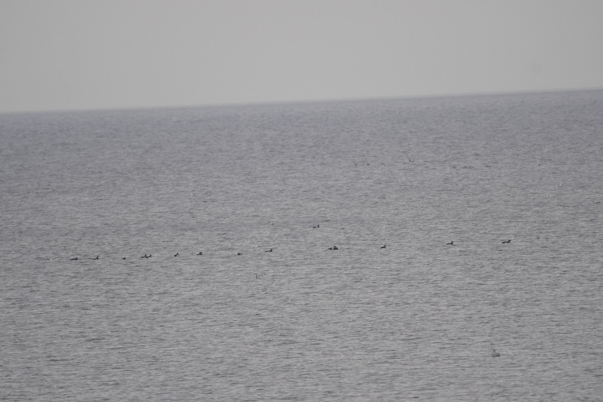 Arctic Loon - ML644663387