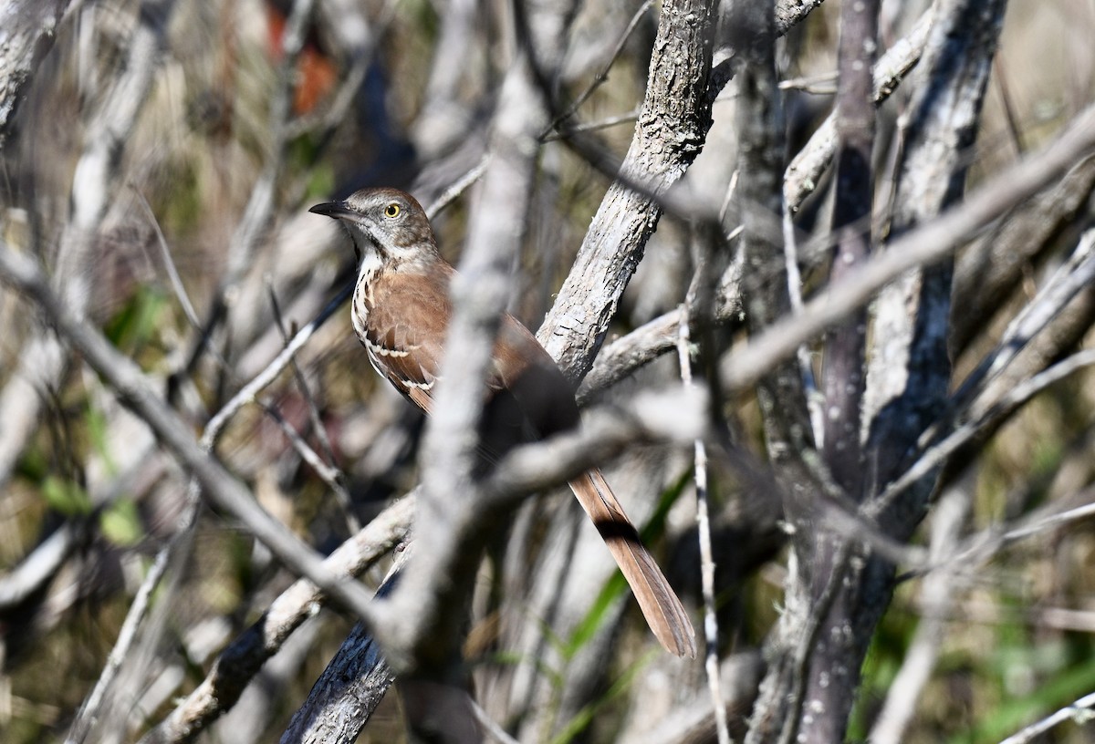 דשוש חום - ML644663388