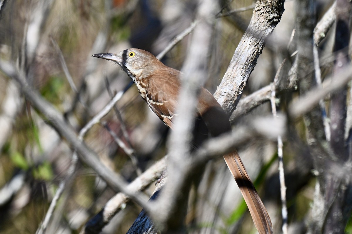 דשוש חום - ML644663389