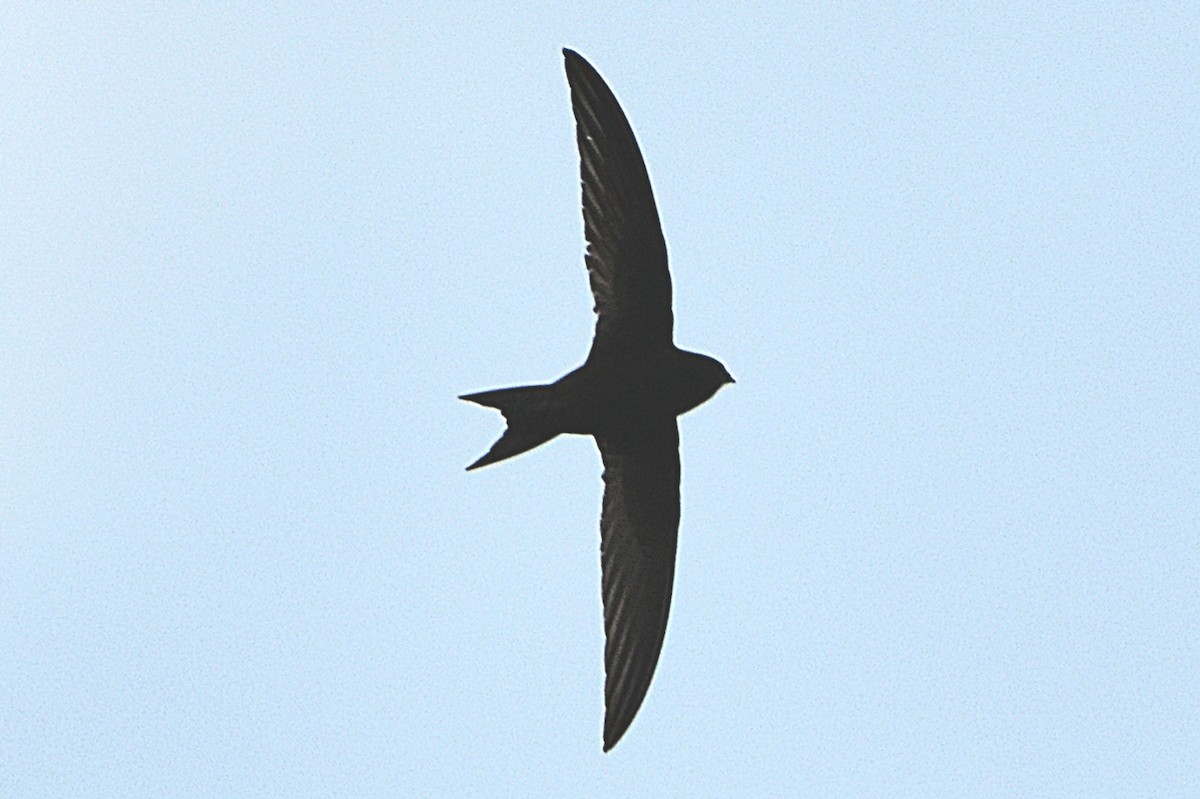 Серпокрилець чорний - ML644663395