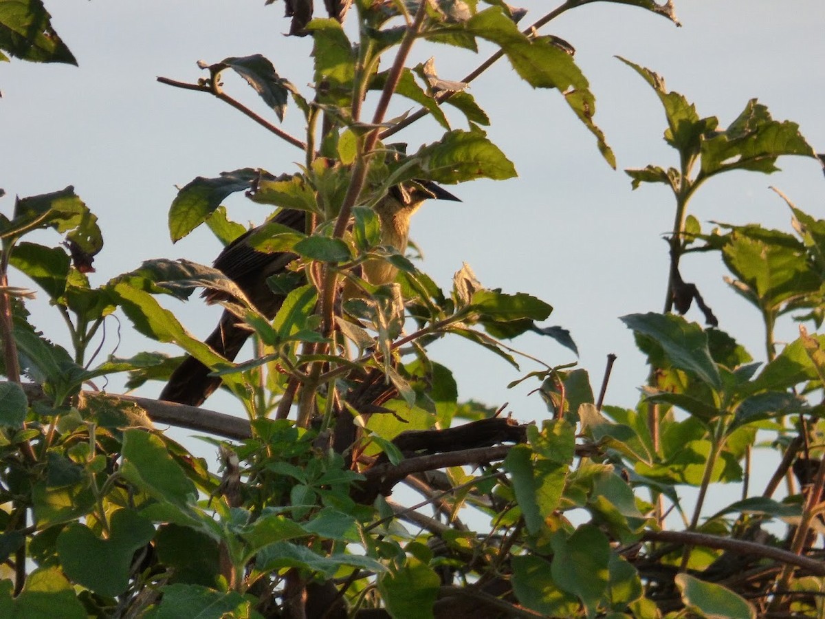 Unicolored Blackbird - ML644663401