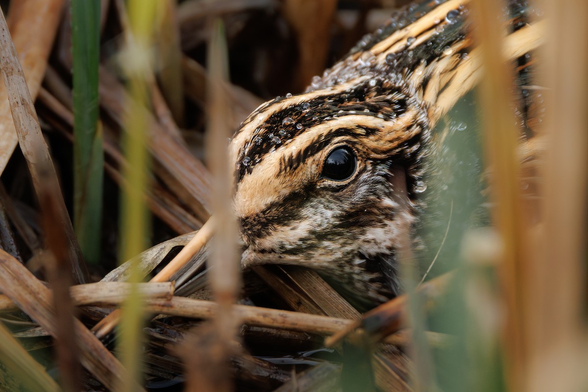 Agachadiza Chica - ML644663404