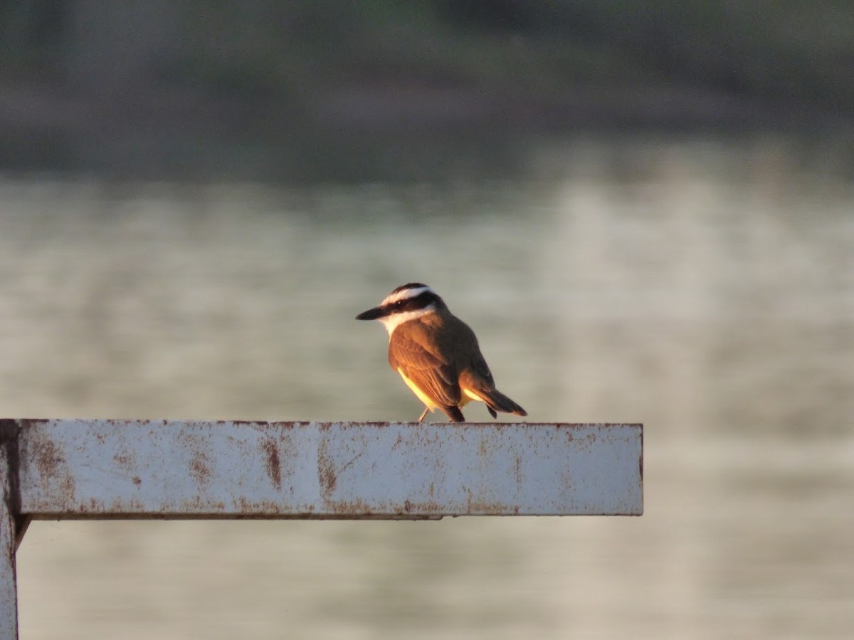 Great Kiskadee - ML644663409