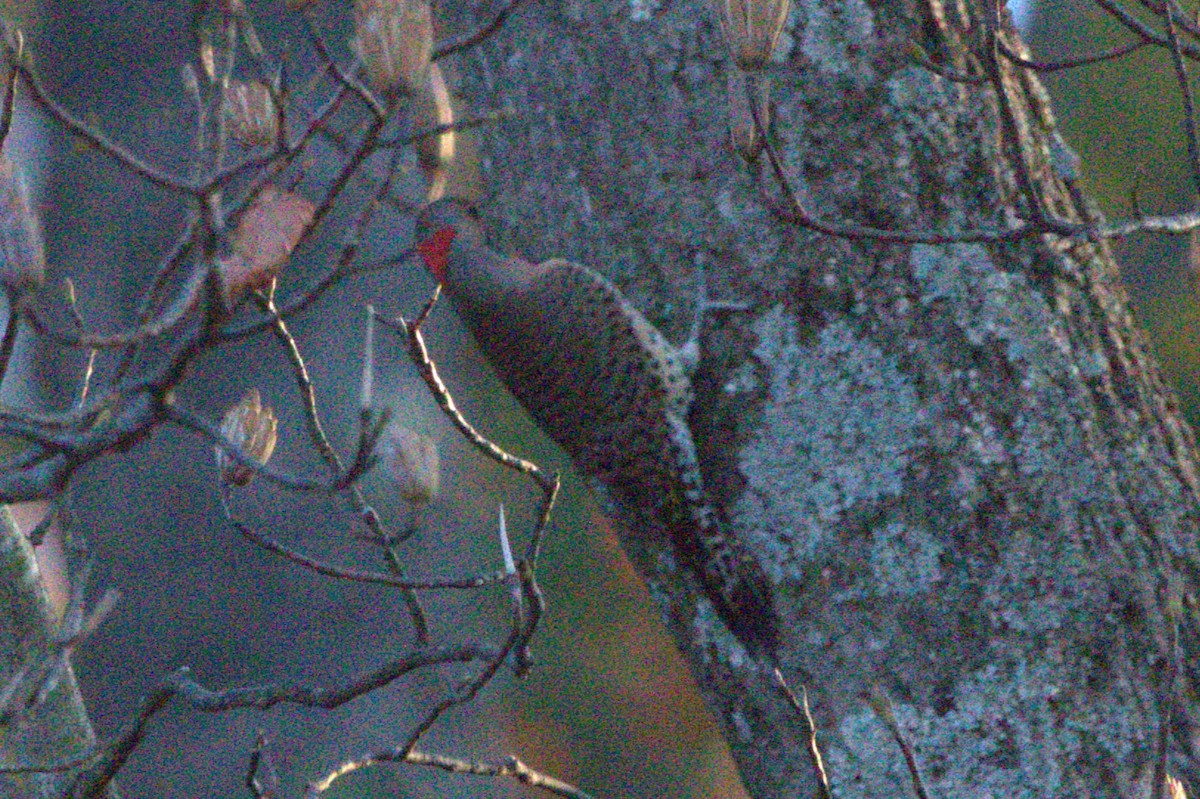 Northern Flicker - ML644663410