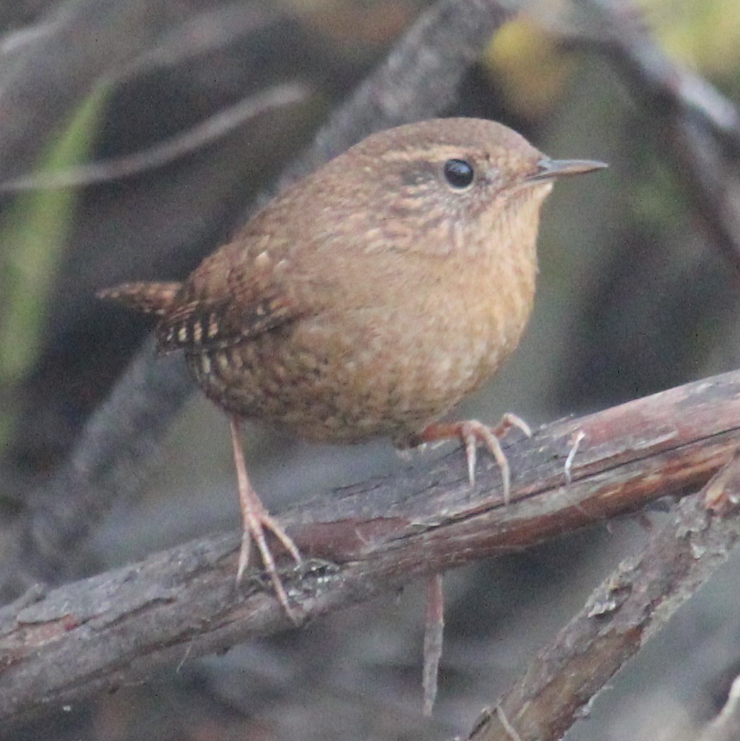 Pacific Wren - ML644663411