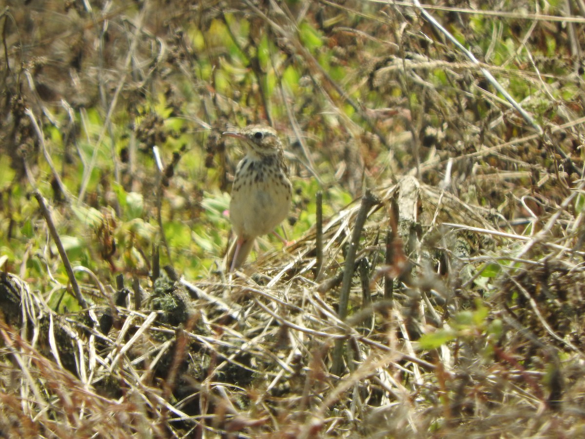 perupiplerke - ML644663418