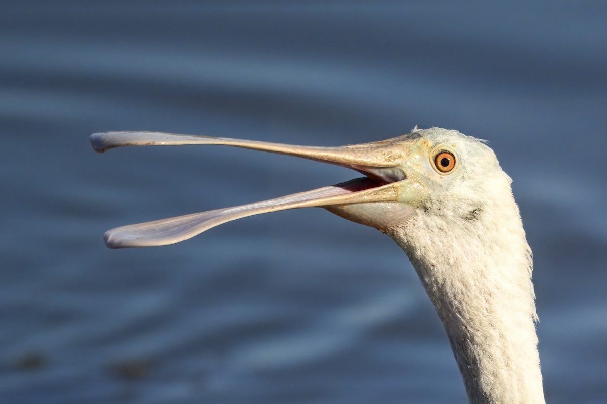 Rosalöffler - ML644663419