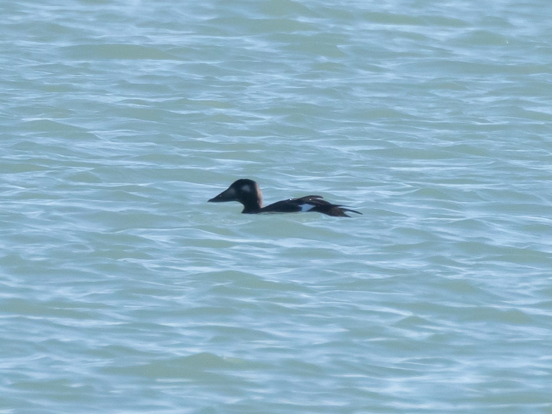 קטיפנית לבנת-כנף - ML644663425