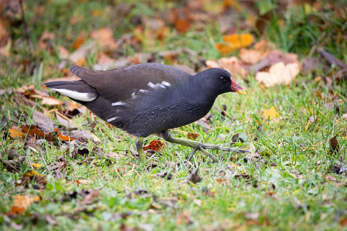 Хажилгат түнжүүр - ML644663431