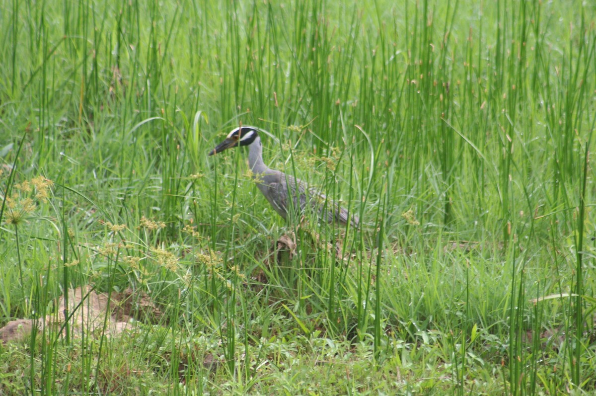 אנפת לילה צהובת-כיפה - ML644663432