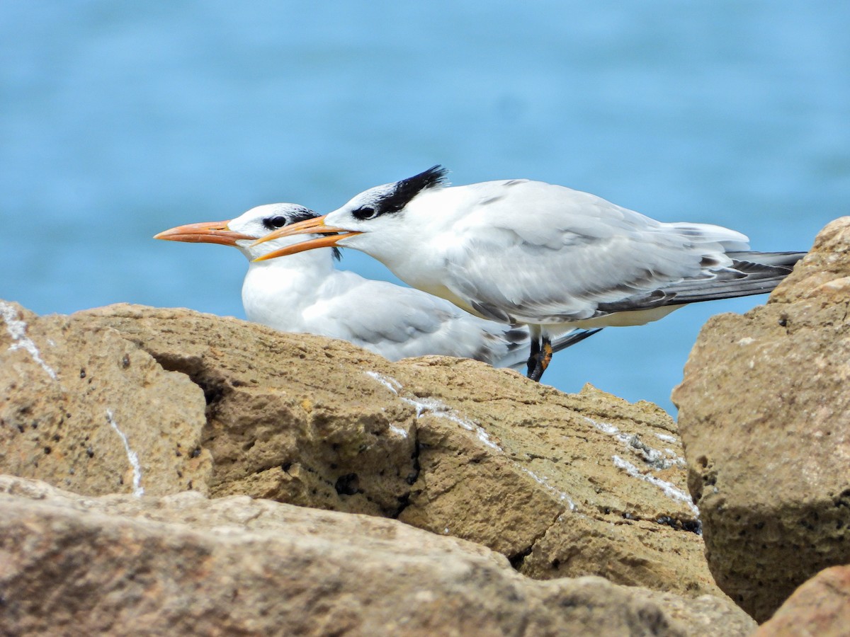 Royal Tern - ML644663434