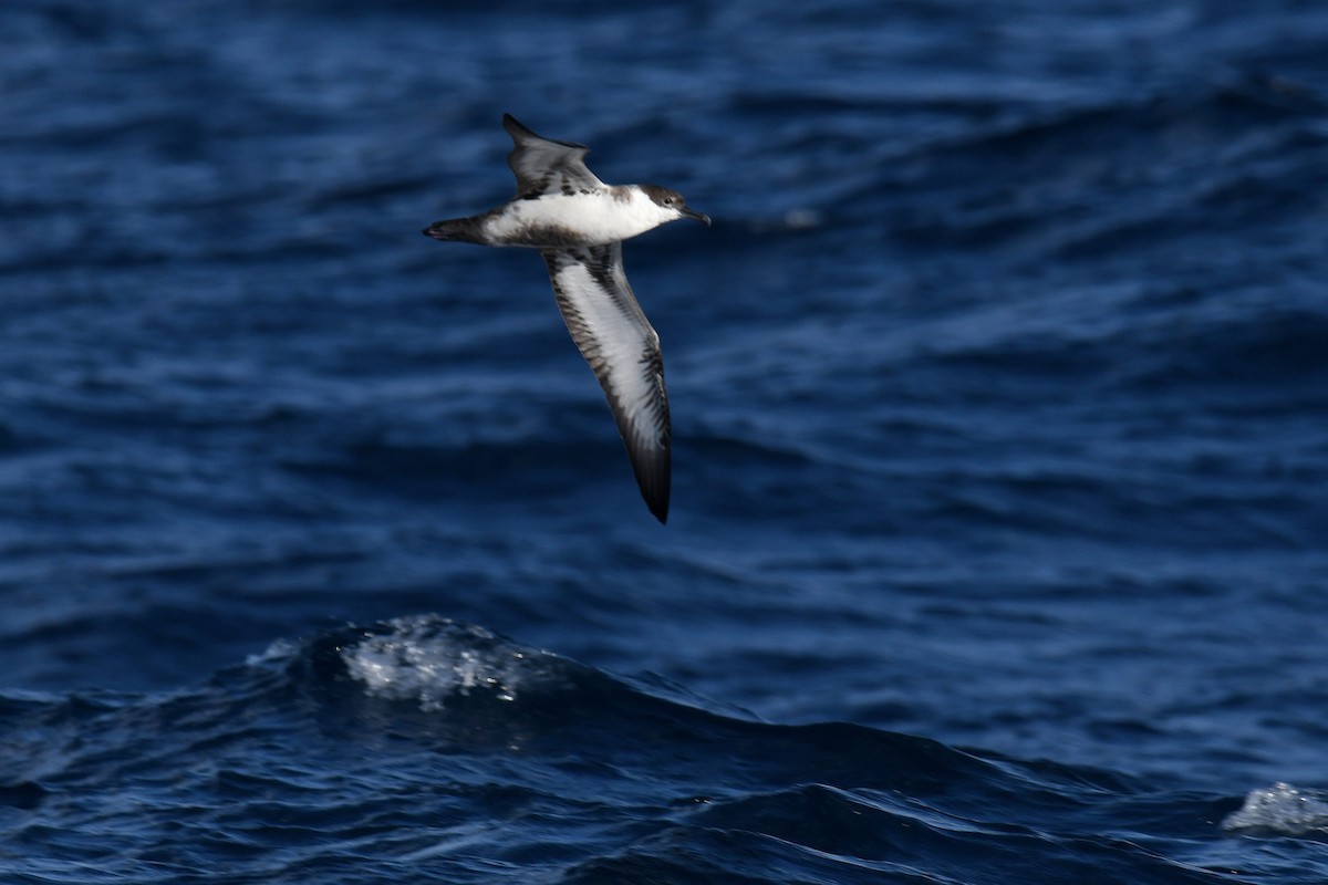 Great Shearwater - ML644663435
