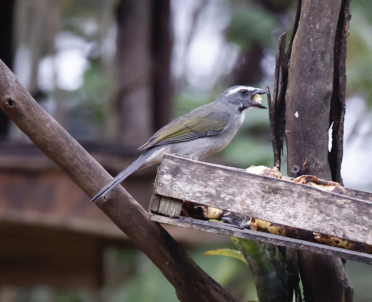 Green-winged Saltator - ML644663436