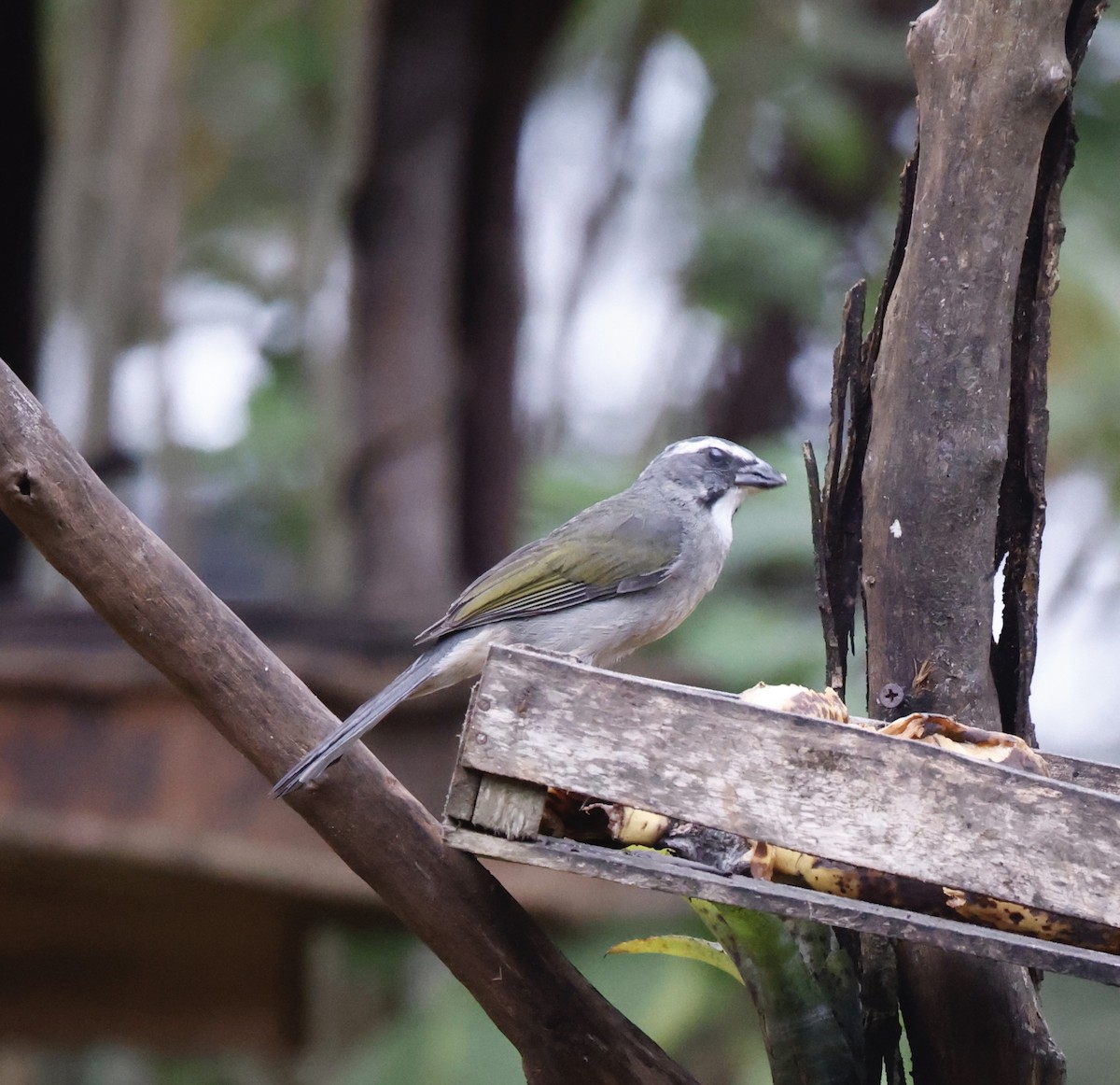 Green-winged Saltator - ML644663437