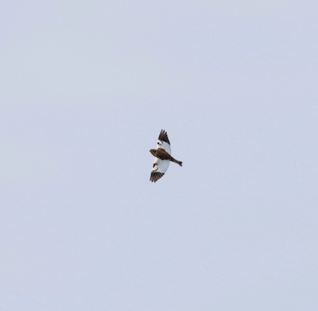 גיבתון שלג - ML644663445