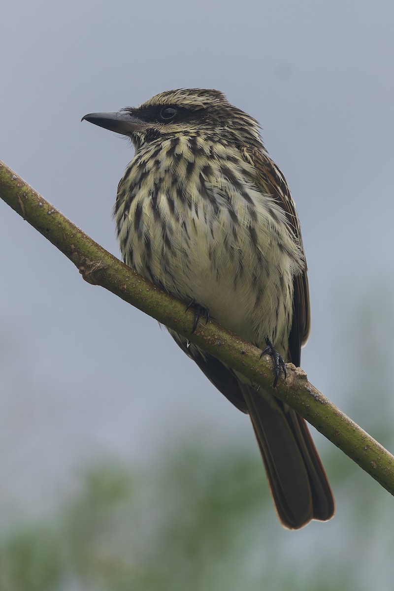Streaked Flycatcher - ML644663446