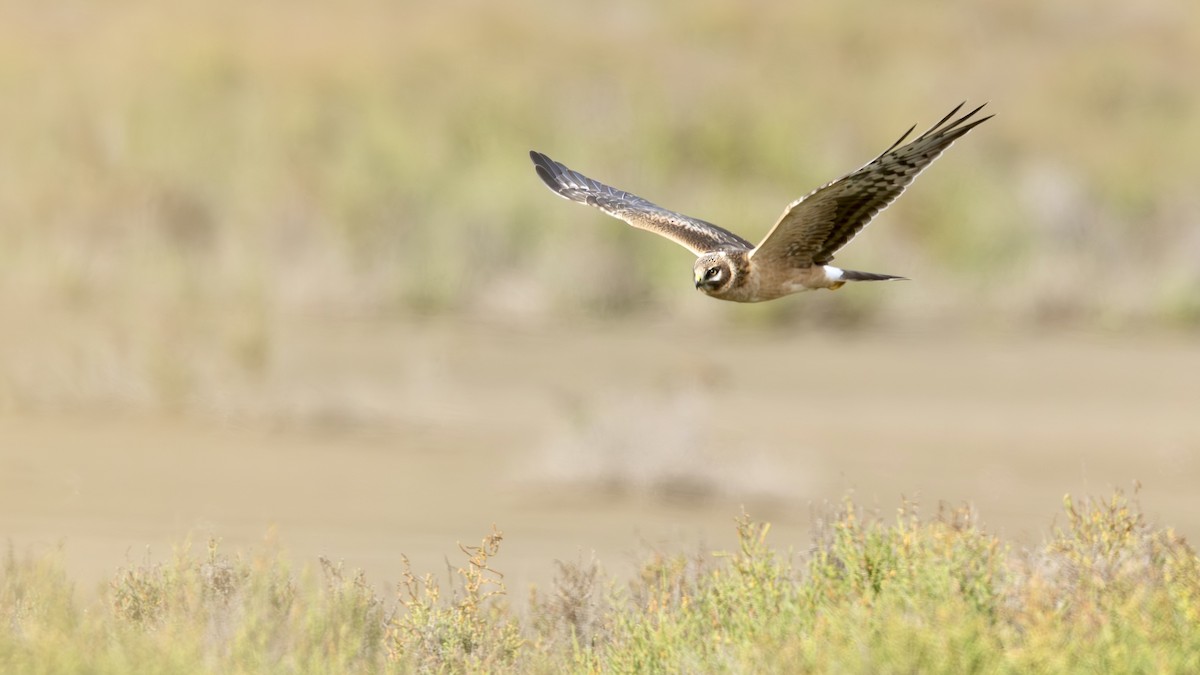 Busard pâle - ML644663448