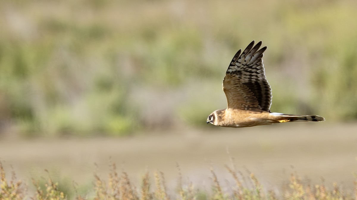 Busard pâle - ML644663449