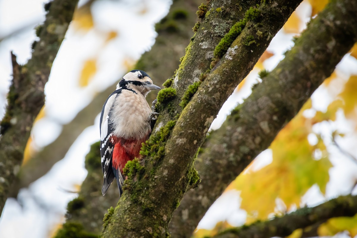 Great Spotted Woodpecker - ML644663450