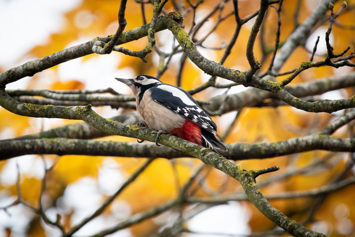 Great Spotted Woodpecker - ML644663451