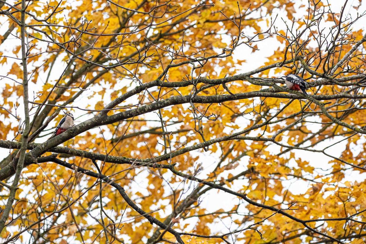 Great Spotted Woodpecker - ML644663453