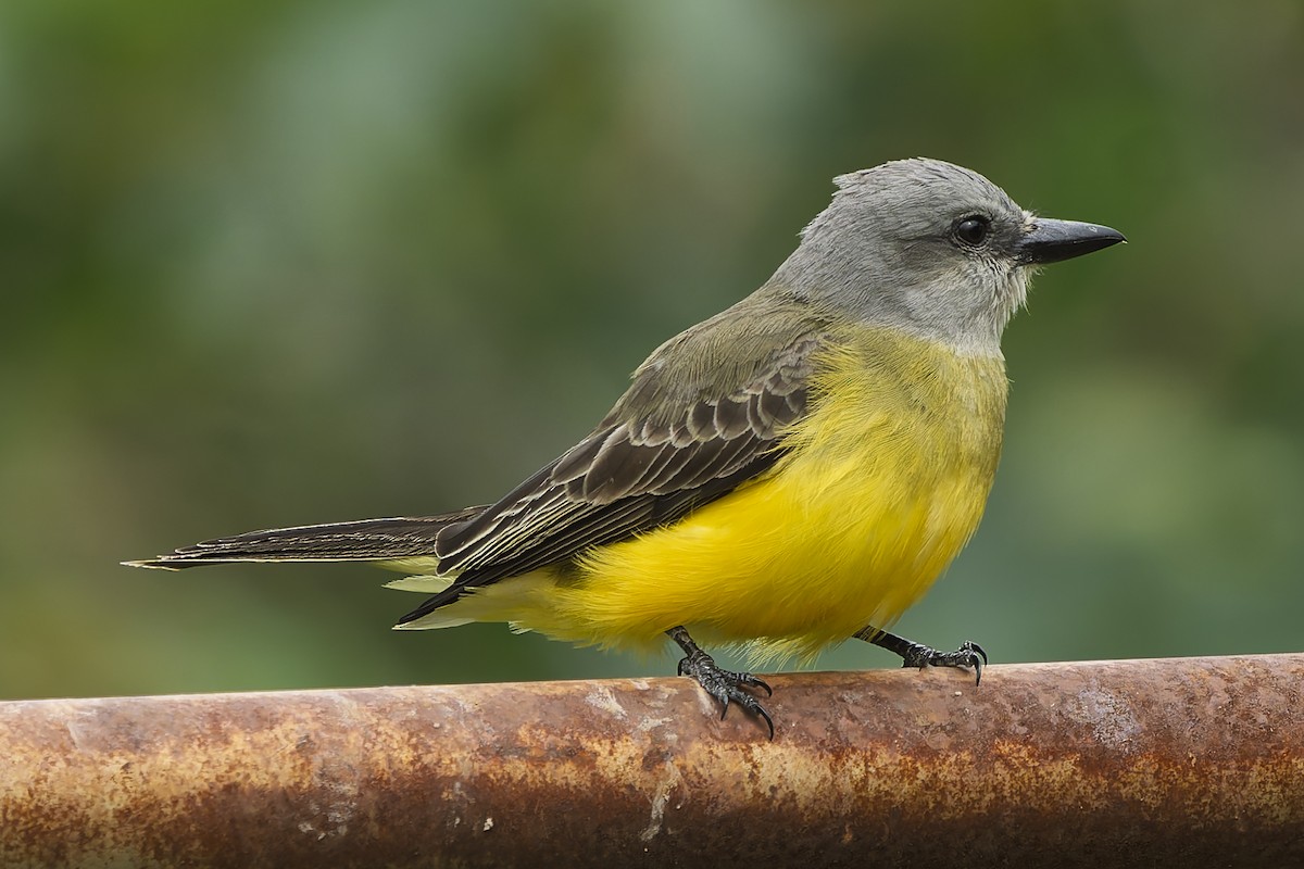 Tropical Kingbird - ML644663454