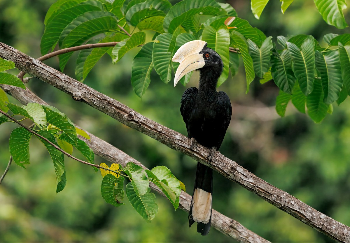 Black Hornbill - ML644663455