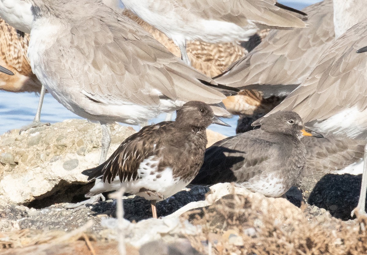 Black Turnstone - ML644663456