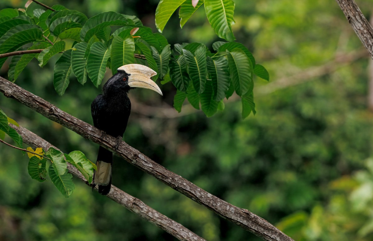 Black Hornbill - ML644663457