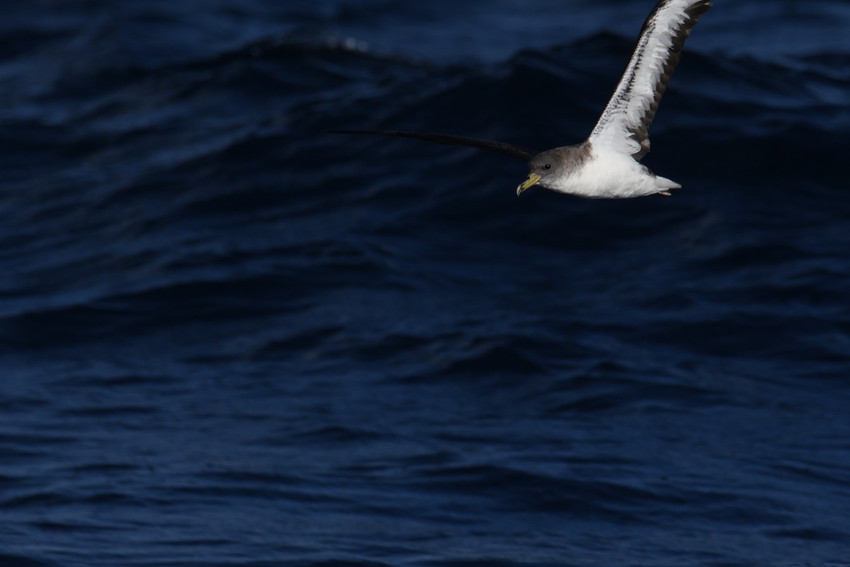 Cory's Shearwater - ML644663458