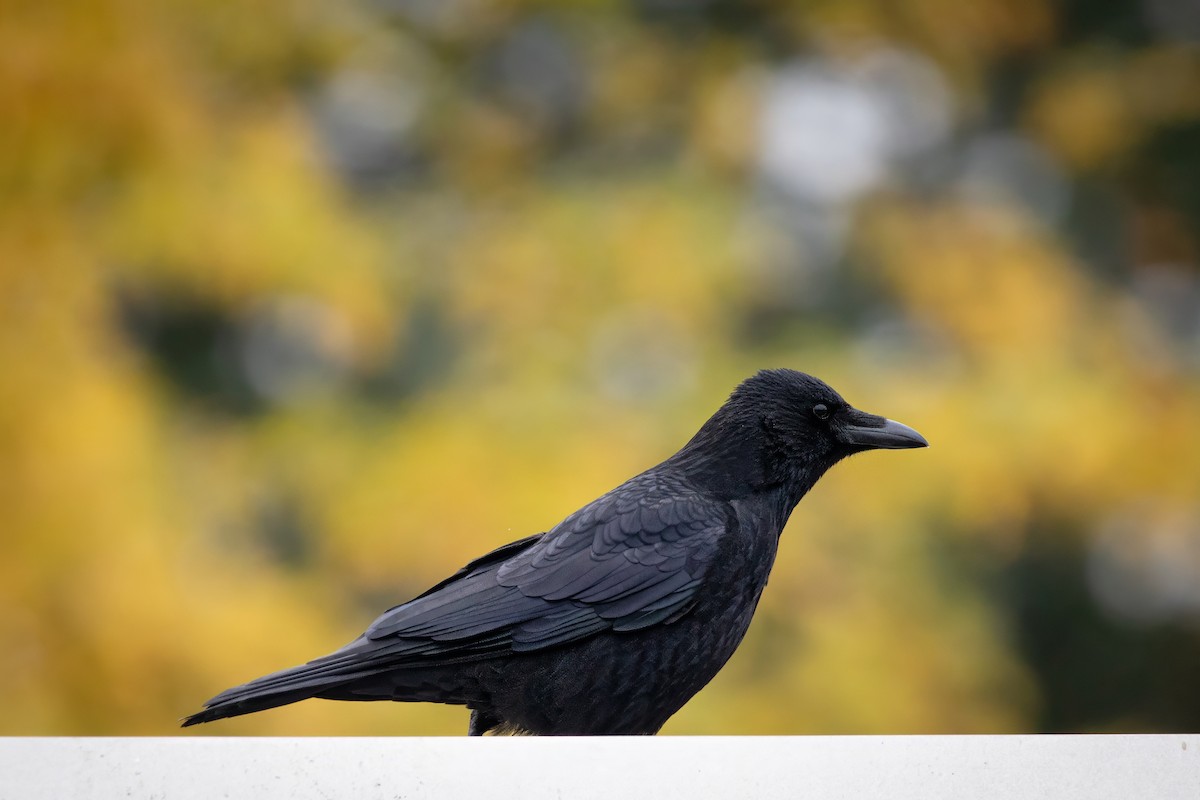 Carrion Crow - ML644663459