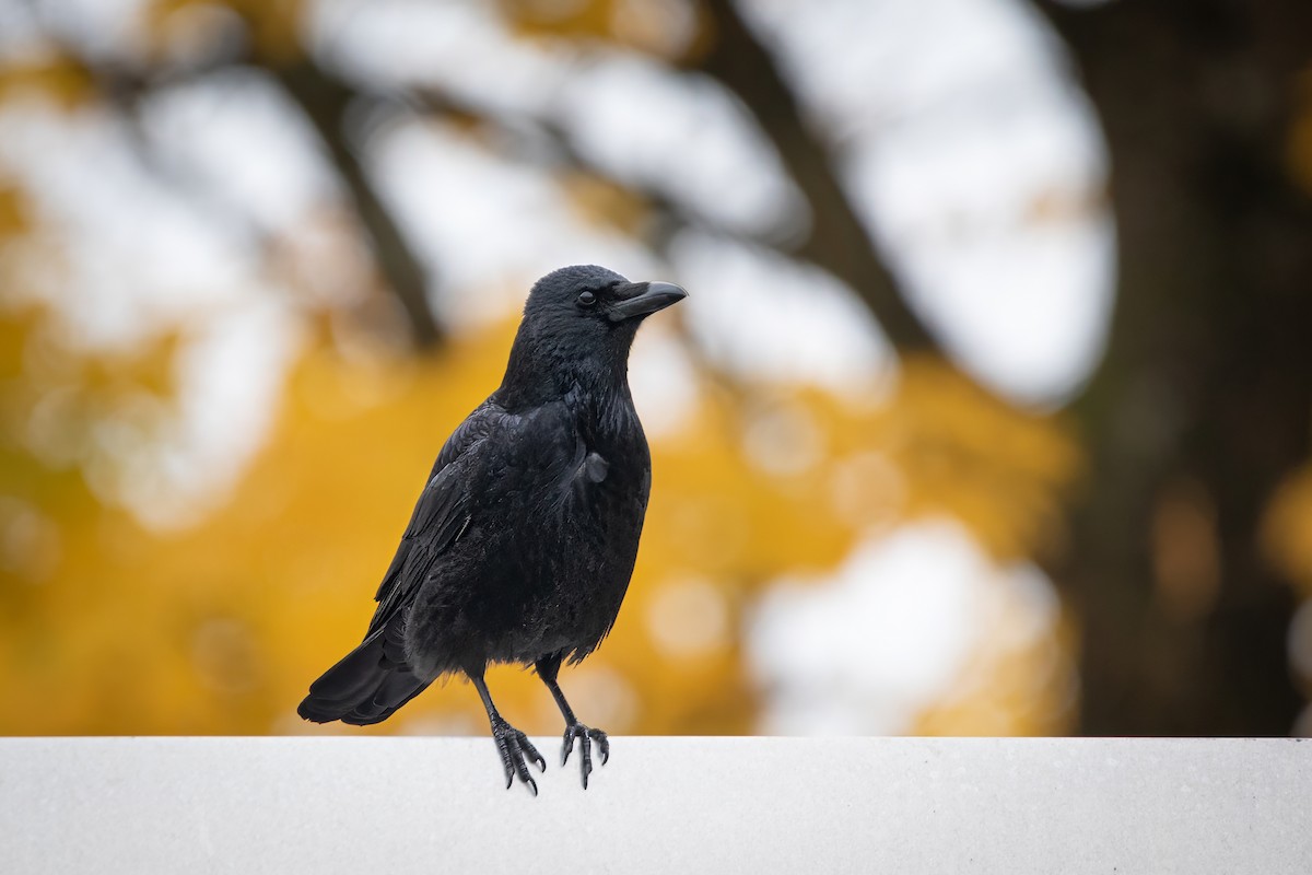 Carrion Crow - ML644663460