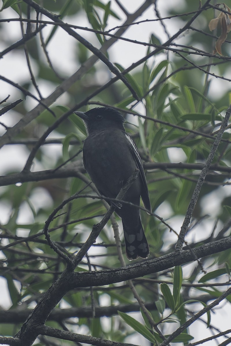 White-winged Becard - ML644663461