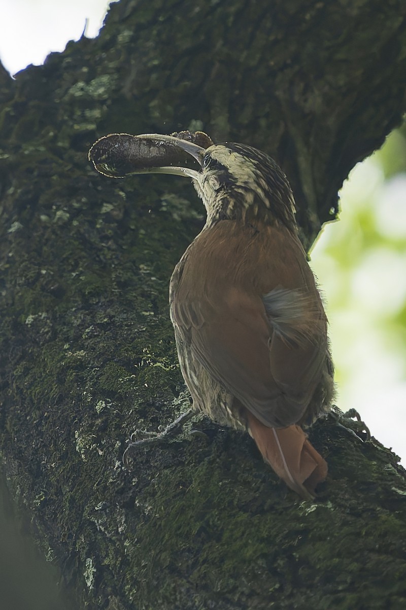 Narrow-billed Woodcreeper - ML644663464