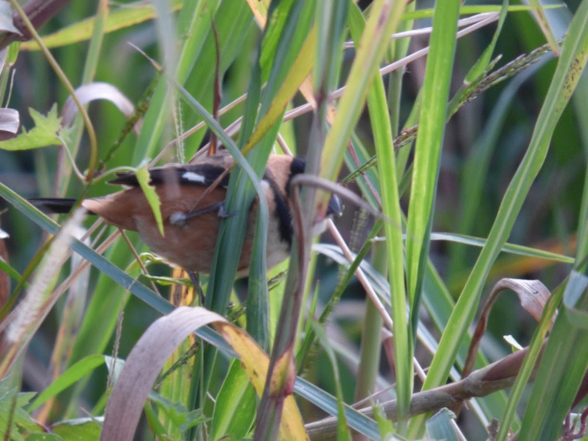 Rusty-collared Seedeater - ML644663465