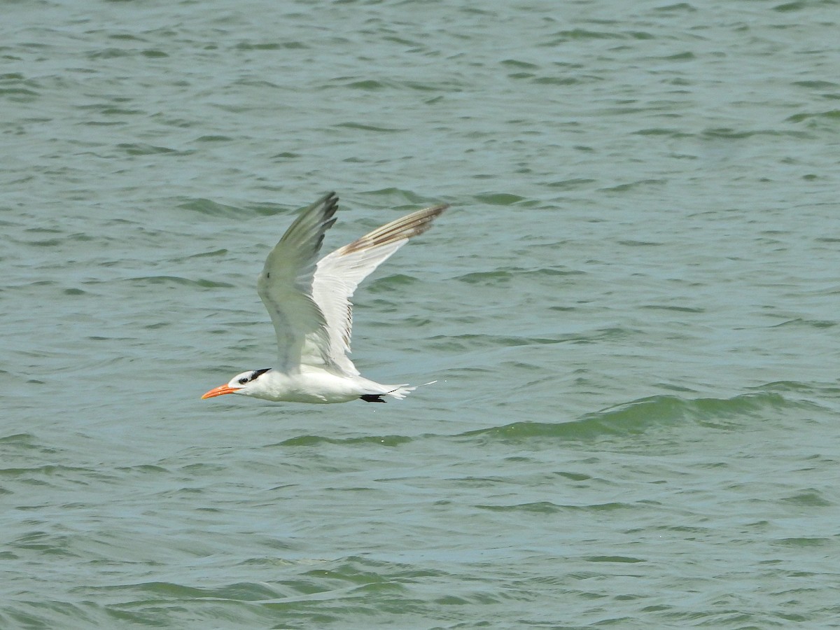 Royal Tern - ML644663466